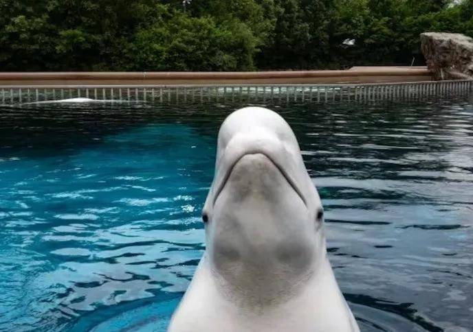 宁愿全部安乐死<strong></p>
<p>加密货币</strong>,也不给中国?加拿大养不起30头白鲸,中国愿接手,然而...