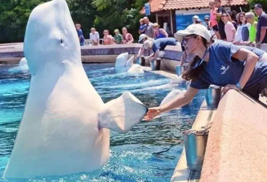 宁愿全部安乐死<strong></p>
<p>加密货币</strong>,也不给中国?加拿大养不起30头白鲸,中国愿接手,然而...