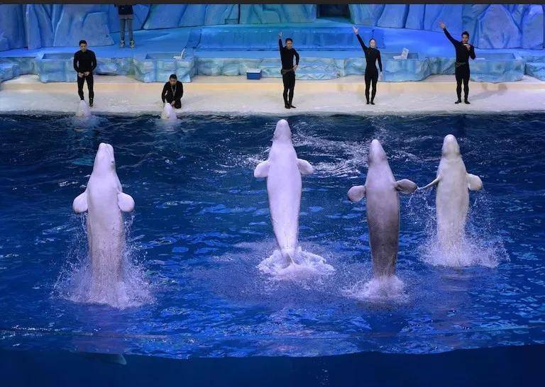 宁愿全部安乐死<strong></p>
<p>加密货币</strong>,也不给中国?加拿大养不起30头白鲸,中国愿接手,然而...