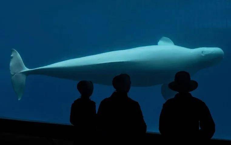 宁愿全部安乐死<strong></p>
<p>加密货币</strong>,也不给中国?加拿大养不起30头白鲸,中国愿接手,然而...