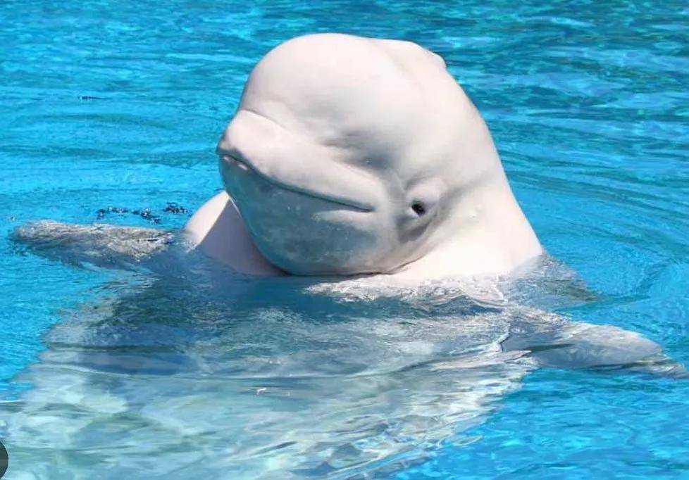 宁愿全部安乐死<strong></p>
<p>加密货币</strong>,也不给中国?加拿大养不起30头白鲸,中国愿接手,然而...