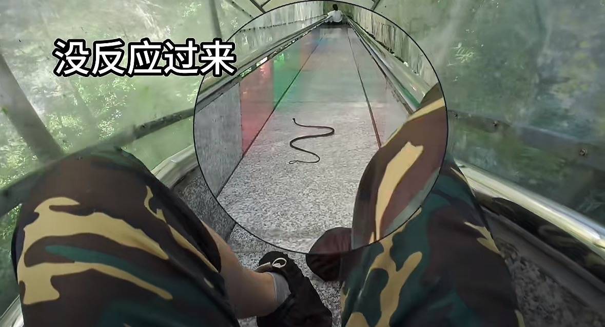 游客称在广西丹炉山滑道遇蛇<strong></p>
<p>加密货币概念股</strong>,景区致歉:这么多年就这一次,每年都做防蛇处理