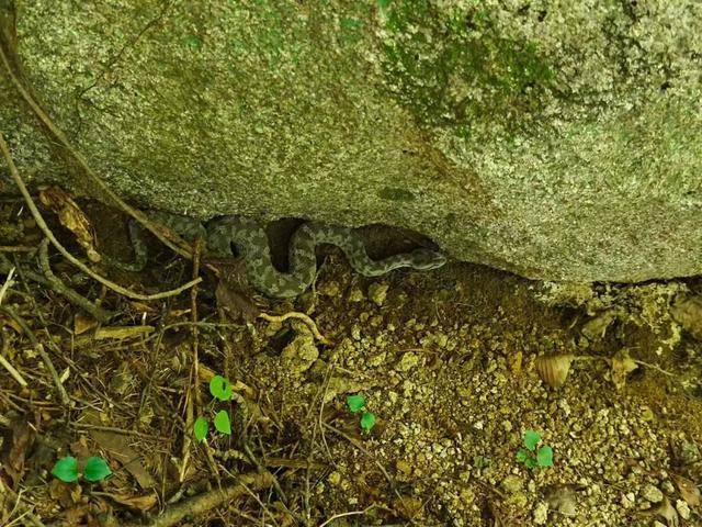 青岛大叔挖水沟发现一窝尖头毒蛇<strong></p>
<p>加密货币借贷</strong>,专家:系本地红脖颈槽蛇,毒性弱咬伤概率低