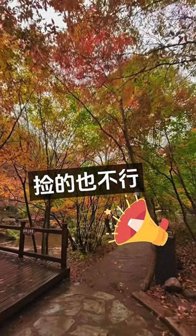 辽宁一景区禁止游客捡枫叶<strong></p>
<p>加密货币借贷</strong>,手持枫叶也不行,工作人员:为保护自然环境