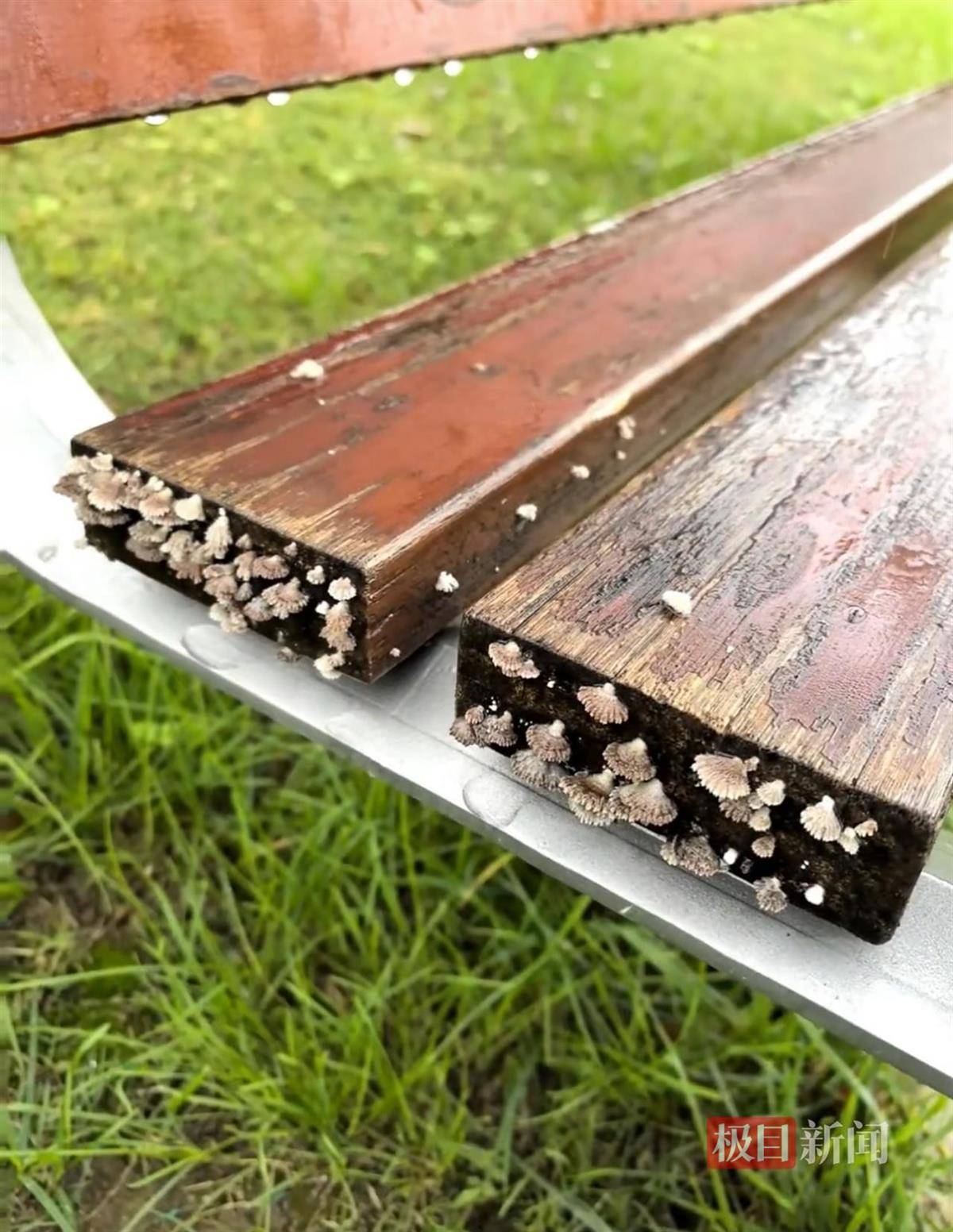 西安连续一个多月降雨遍地长蘑菇<strong></p>
<p>抹茶交易所</strong>,大雁塔受潮,城墙布满青苔,气象局解释成因