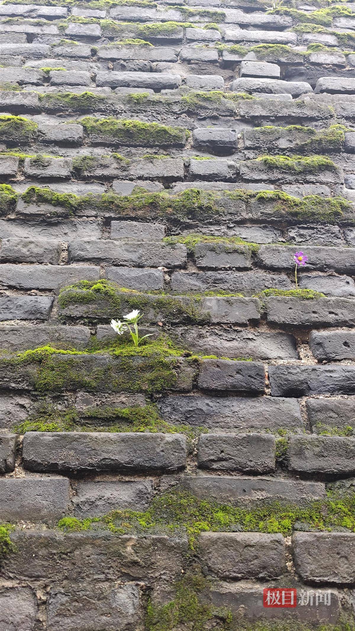 西安连续一个多月降雨遍地长蘑菇<strong></p>
<p>抹茶交易所</strong>,大雁塔受潮,城墙布满青苔,气象局解释成因