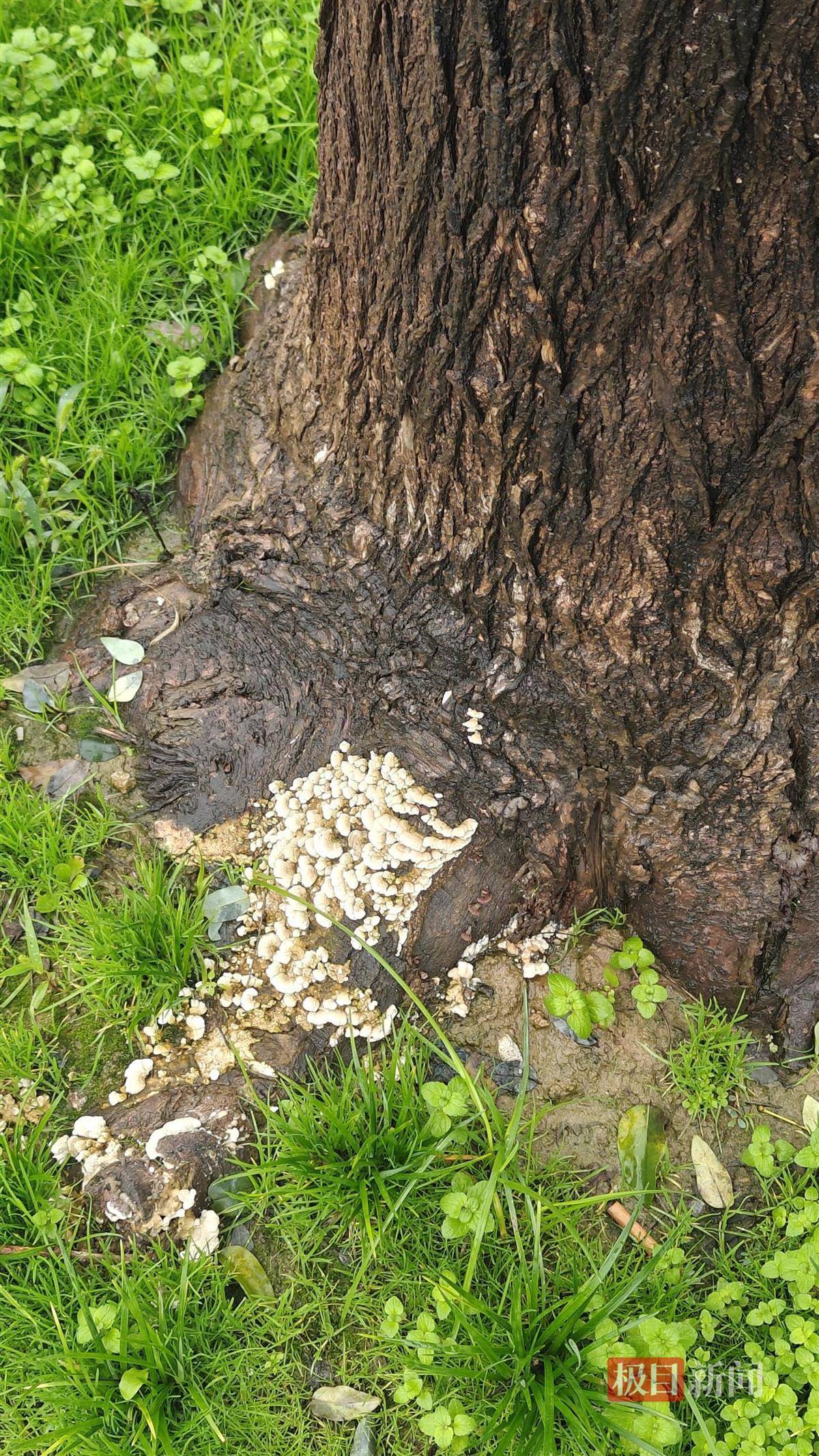 西安连续一个多月降雨遍地长蘑菇<strong></p>
<p>抹茶交易所</strong>,大雁塔受潮,城墙布满青苔,气象局解释成因