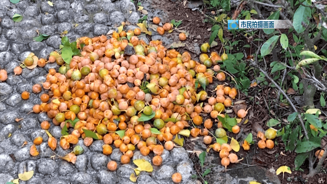 不要捡<strong></p>
<p>抹茶交易所</strong>!不要吃!昆明街头正大量出现……