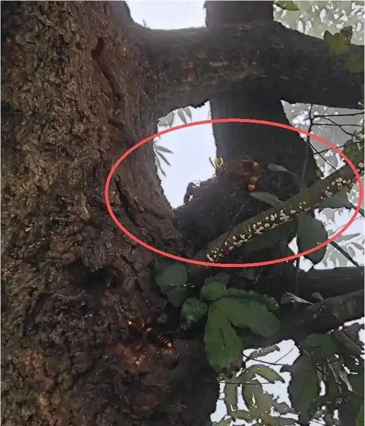 4名游客景区内遭马蜂袭击<strong></p>
<p>抹茶交易所</strong>,旅游度假区:是森林公园不卖门票,蜇伤先就医后提供证据投诉