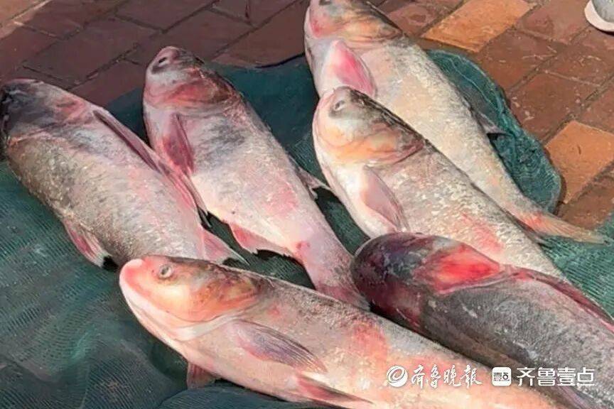 “鱼多得数不过来<strong></p>
<p>区块链</strong>,一网子下去能捞好几条”济南锦绣川水库开闸放水,大量鲢鱼被冲出,工作人员:禁止捕捞!