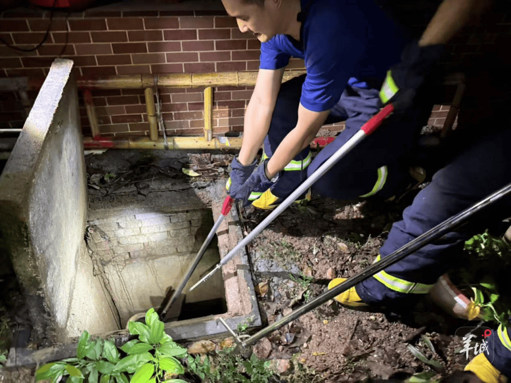 广州一小区蛇患频发:已抓超60条但未探测到蛇窝位置<strong></p>
<p>区块链</strong>,多方介入