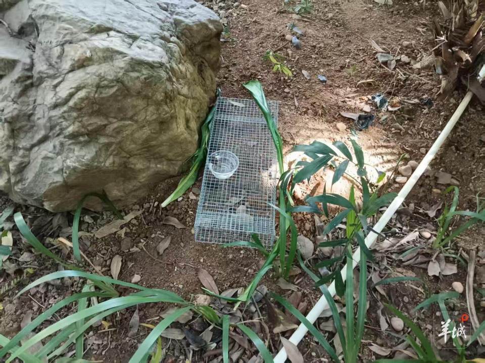 广州一小区蛇患频发:已抓超60条但未探测到蛇窝位置<strong></p>
<p>区块链</strong>,多方介入