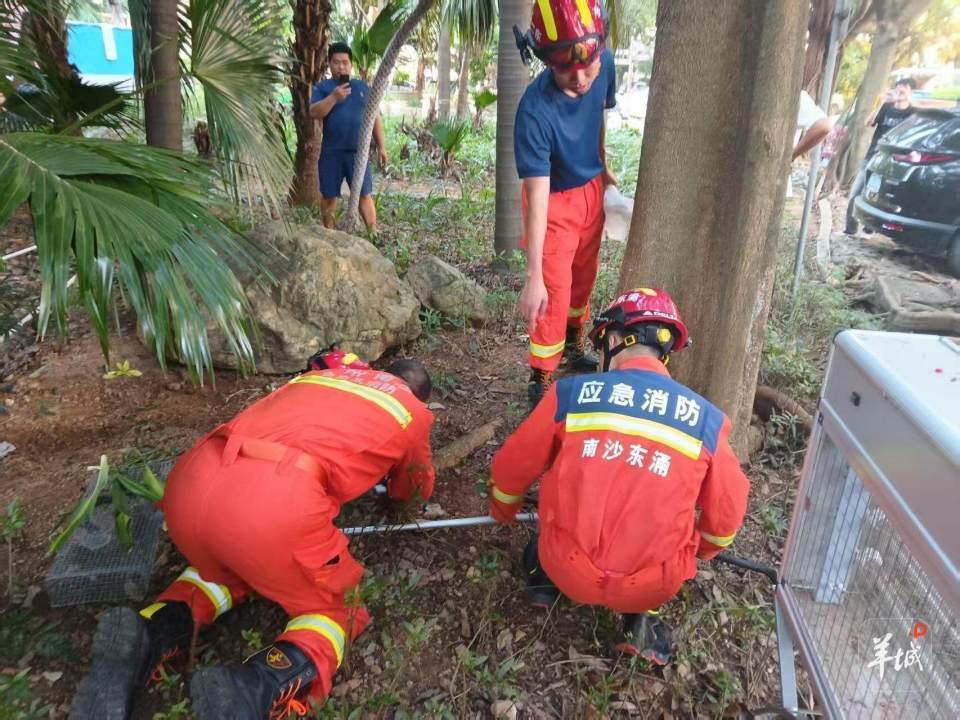 广州一小区蛇患频发:已抓超60条但未探测到蛇窝位置<strong></p>
<p>区块链</strong>,多方介入