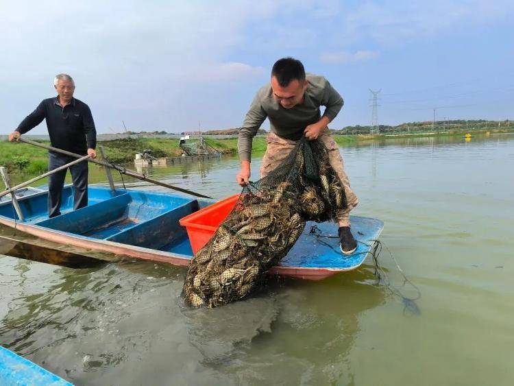 武汉江夏一地大闸蟹大量上市<strong></p>
<p>瑞波币今日行情</strong>,日产1000斤当天售完,每只螃蟹有自己的“身份证”,吃深海小黄鱼长大