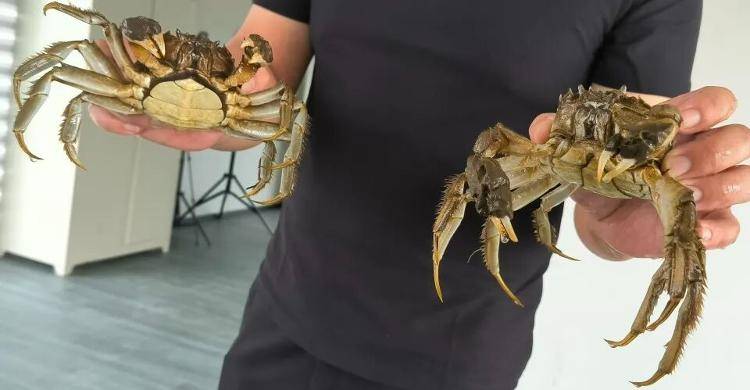 武汉江夏一地大闸蟹大量上市<strong></p>
<p>瑞波币今日行情</strong>,日产1000斤当天售完,每只螃蟹有自己的“身份证”,吃深海小黄鱼长大