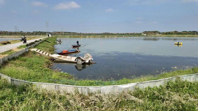 武汉江夏一地大闸蟹大量上市<strong></p>
<p>瑞波币今日行情</strong>,日产1000斤当天售完,每只螃蟹有自己的“身份证”,吃深海小黄鱼长大