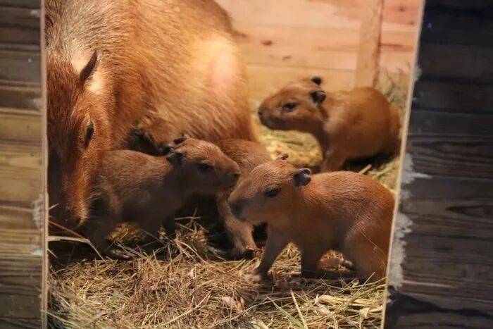 出生1小时就能独立行走<strong></p>
<p>瑞波币</strong>,济南动物园“果果”和“豚豚”的4只新生幼崽,周末和市民见面