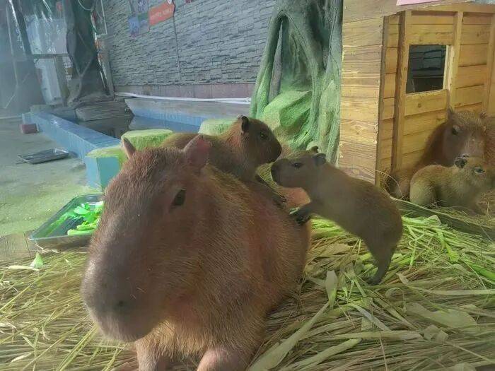 出生1小时就能独立行走<strong></p>
<p>瑞波币</strong>,济南动物园“果果”和“豚豚”的4只新生幼崽,周末和市民见面