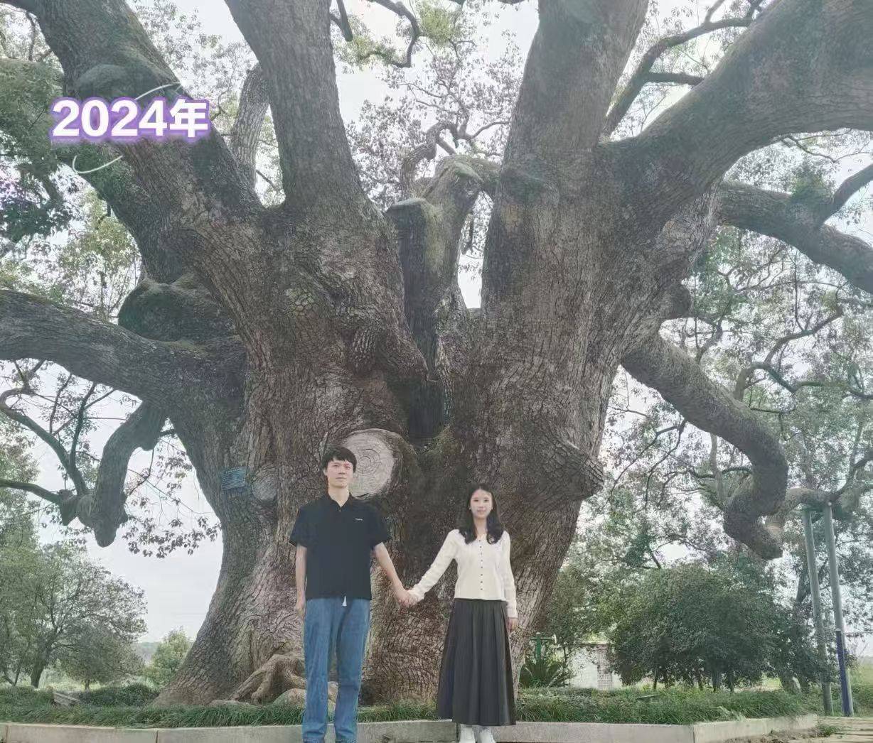岳阳情侣连续9年在家乡千年古樟树下合影<strong></p>
<p>瑞波币</strong>,今年国庆终修正果:希望爱情像古树一样长久