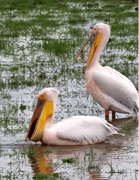国家一级保护动物，现身达州！