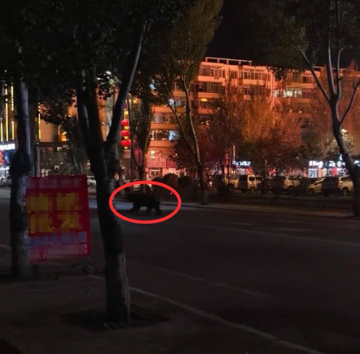 大黑熊夜里独闯黑龙江一县城闹市区<strong></p>
<p>瑞波币今日价格</strong>,警方连开10多枪击毙,回应为何没用麻醉枪