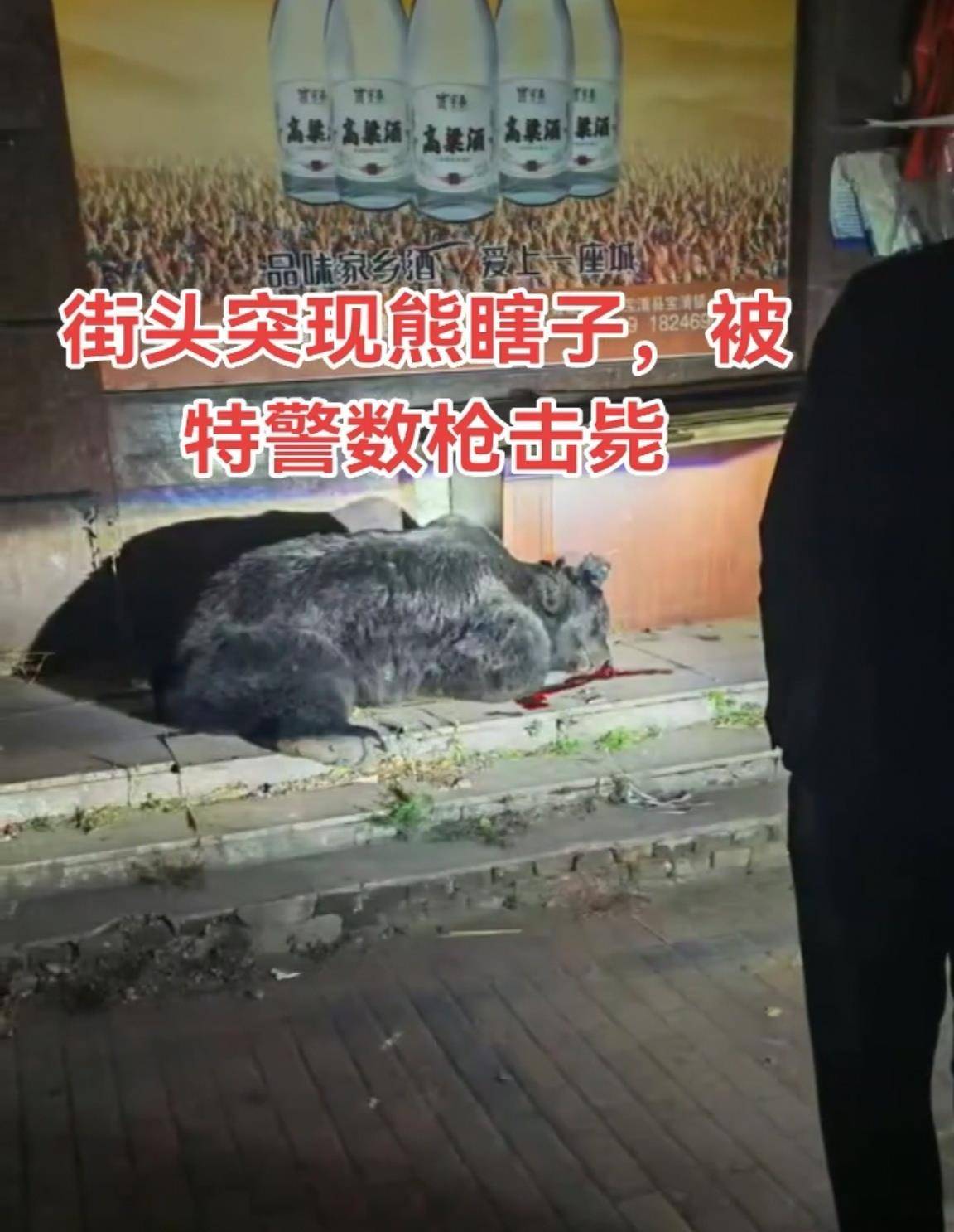 大黑熊夜里独闯黑龙江一县城闹市区<strong></p>
<p>瑞波币今日价格</strong>,警方连开10多枪击毙,回应为何没用麻醉枪