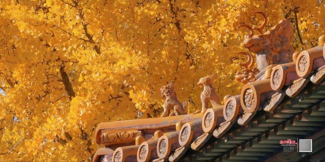 银杏金黄<strong></p>
<p>瑞波币今日价格</strong>!铺满焦作的秋天!