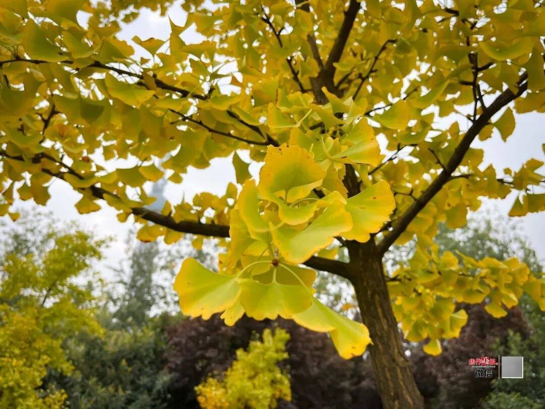 银杏金黄<strong></p>
<p>瑞波币今日价格</strong>!铺满焦作的秋天!