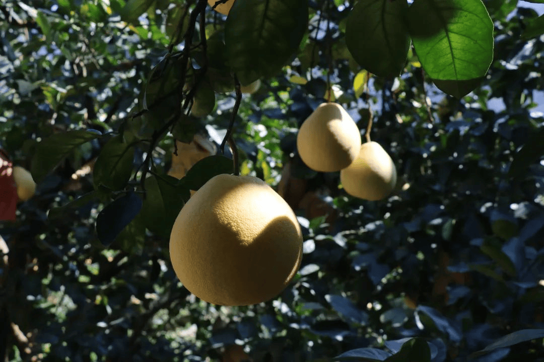 霜降至<strong></p>
<p>瑞波币今日价格</strong>,气温会有反转吗?