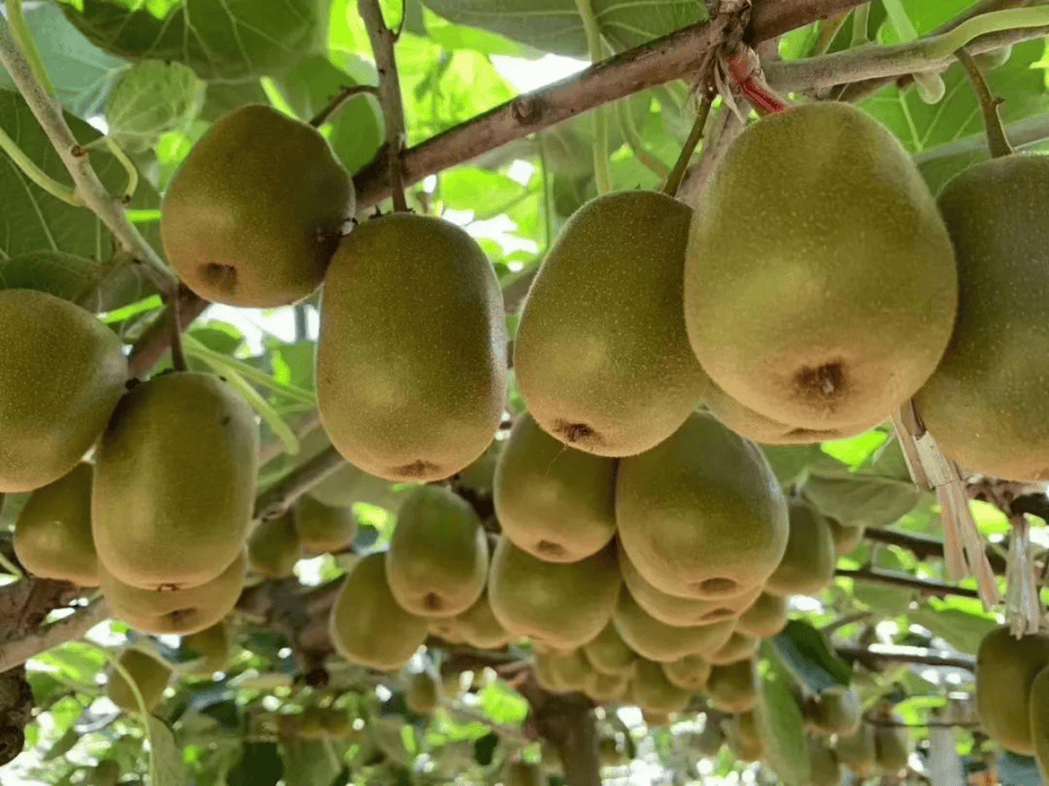 霜降至<strong></p>
<p>瑞波币今日价格</strong>,气温会有反转吗?