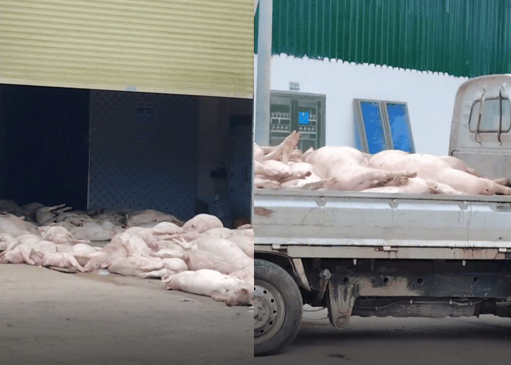 广东一食品企业出现大量死猪事件追踪:公安部门介入侦办<strong></p>
<p>瑞波币实时价格行情</strong>,企业负责人被控制