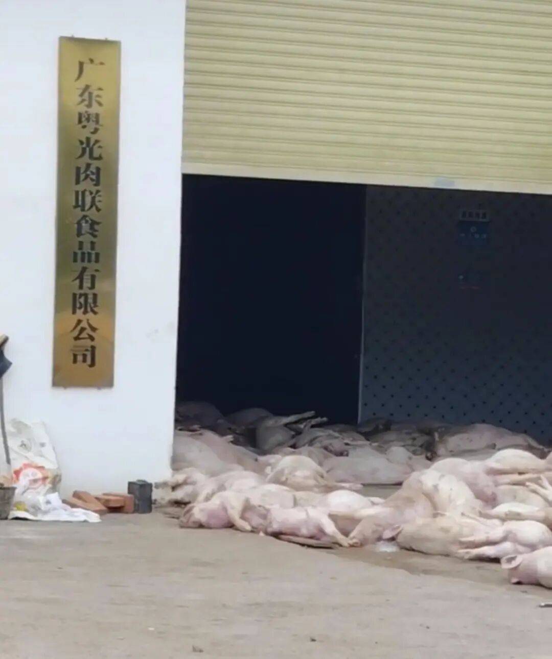 广东一肉联公司门口堆满死猪<strong></p>
<p>瑞波币今日行情价</strong>,官方:7人被控制