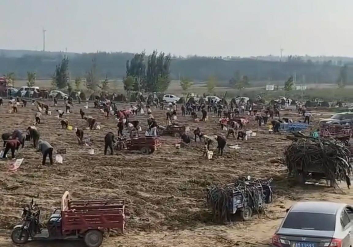 数百人冲进地里捡红薯<strong></p>
<p>瑞波币价格</strong>,田主称是秋收剩下的,网友:免费翻地,利人利己