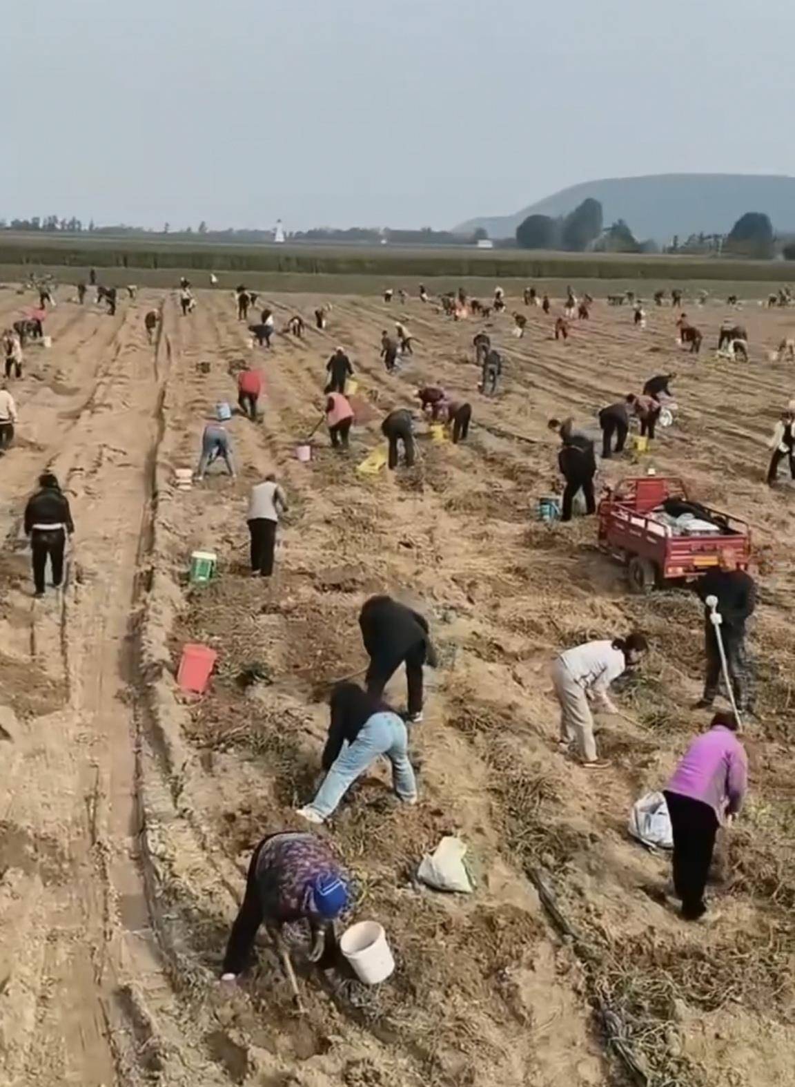 数百人冲进地里捡红薯<strong></p>
<p>瑞波币价格</strong>,田主称是秋收剩下的,网友:免费翻地,利人利己