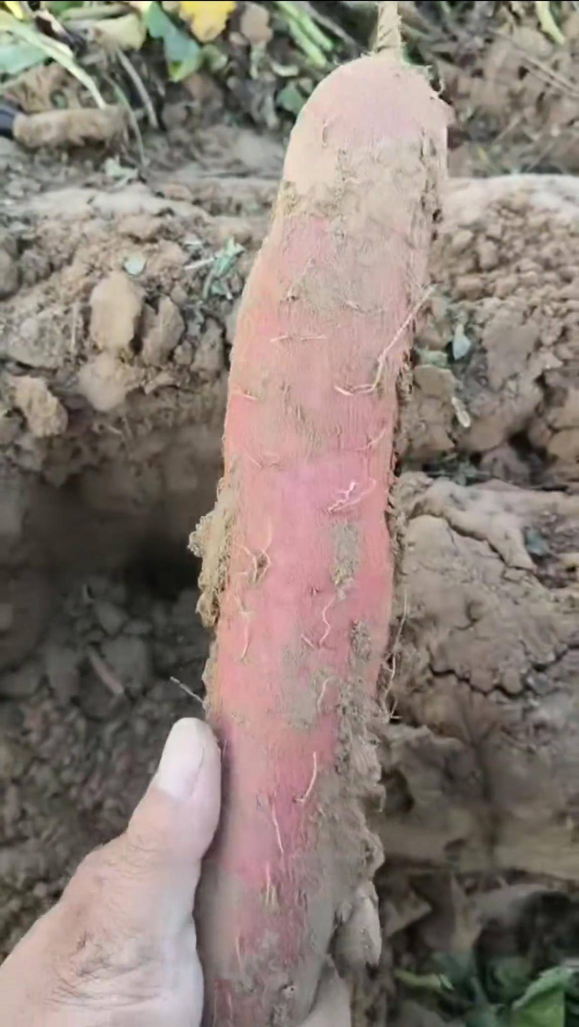 数百人冲进地里捡红薯<strong></p>
<p>瑞波币价格</strong>,田主称是秋收剩下的,网友:免费翻地,利人利己