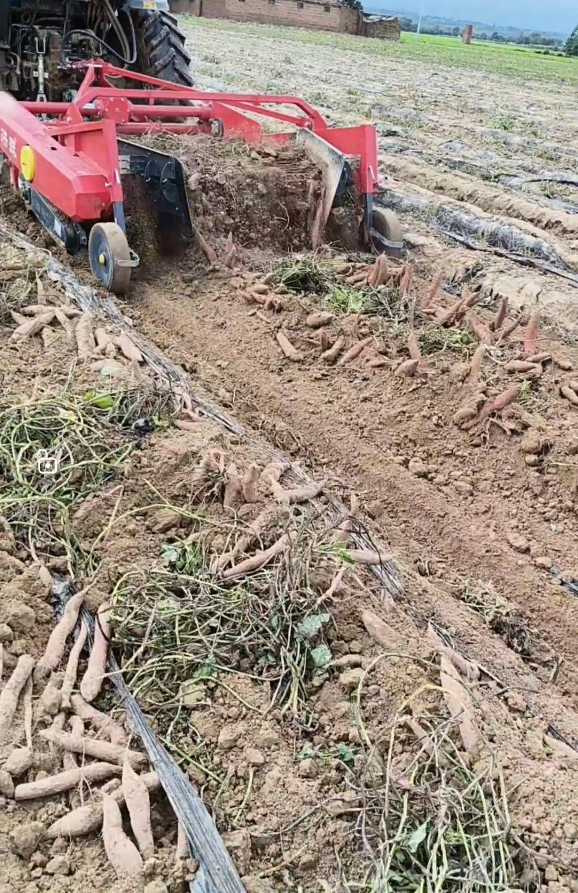 数百人冲进地里捡红薯<strong></p>
<p>瑞波币价格</strong>,田主称是秋收剩下的,网友:免费翻地,利人利己