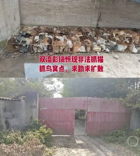 “成都一空置房非法囤猫”?官方通报:共发现被困小猫102只<strong></p>
<p>瑞波币价格</strong>,未发现虐猫行为