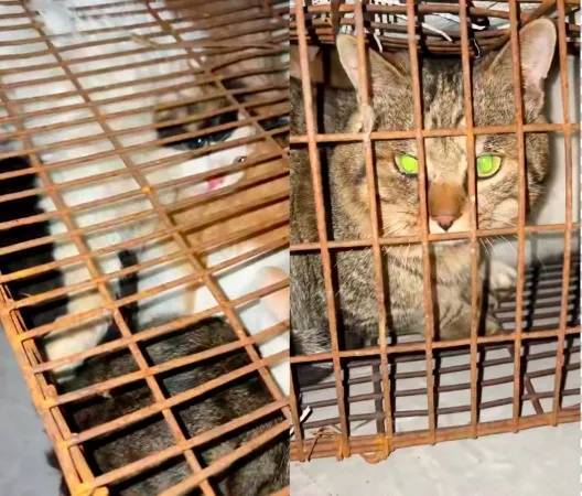“成都一空置房非法囤猫”?官方通报:共发现被困小猫102只<strong></p>
<p>瑞波币价格</strong>,未发现虐猫行为