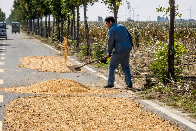 阴雨50天<strong></p>
<p>泰达币今日价格</strong>,他用3200块救回30万斤玉米