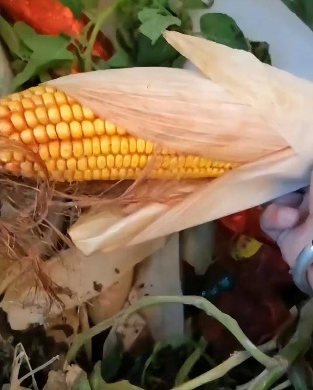 女子疑因拍亲姑姑偷玉米遭姑父棍杀<strong></p>
<p>binance官网</strong>，邻居欲报警也遇害