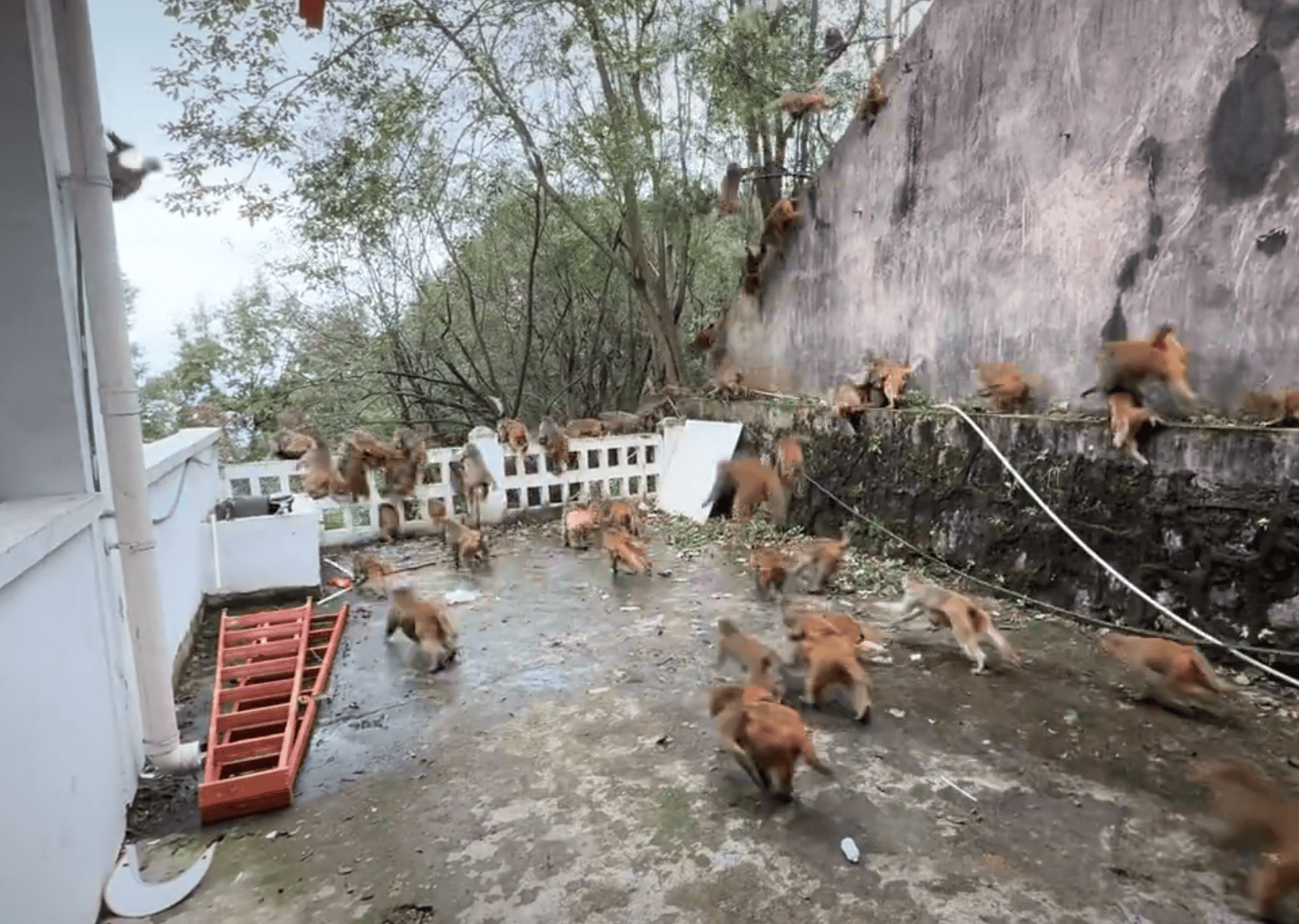 贵阳黔灵山下起“猴子雨”？当地称属猴群正常活动<strong></p>
<p>Binance下载</strong>，曾发猕猴分流公告：数量远超承载力
