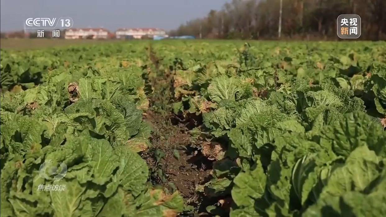 单棵售价超百元<strong></p>
<p>binance交易所</strong>,起底“套牌白菜”背后的销售套路