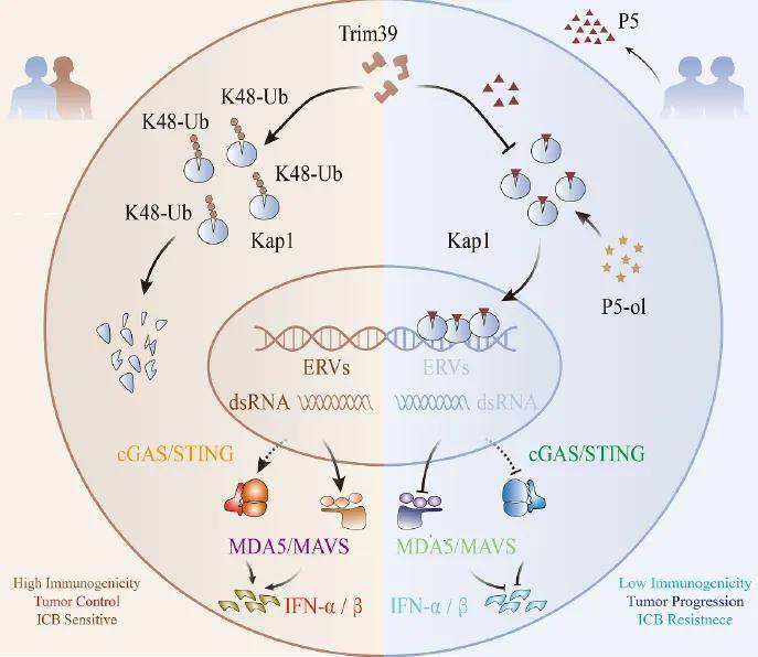 “长期缺乏性行为<strong></p>
<p>白银现货平台</strong>，会显著加速肿瘤生长” 华中大最新研究：保持性行为有利于抗癌