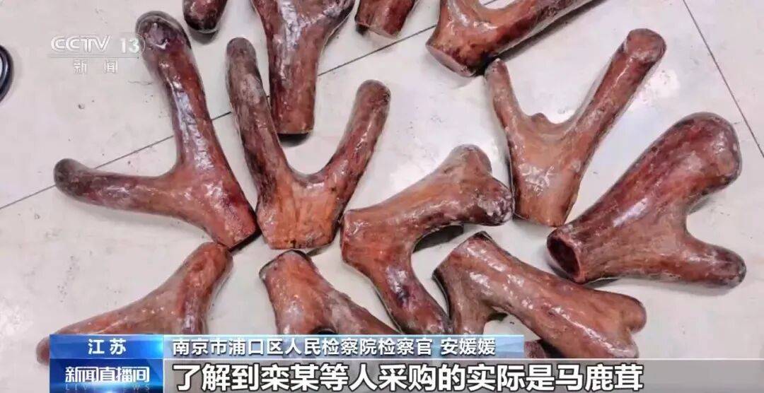 老人不买天价鹿茸被一脚踹翻<strong></p>
<p>期货和现货价格</strong>，南京一团伙暴力威逼老人买单，100多人被骗，涉案金额90余万元，多数老人乖乖回家拿钱，甚至被逼去银行取款